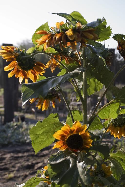 Bloemenboerderij Aperloo Panzió Kültér fotó